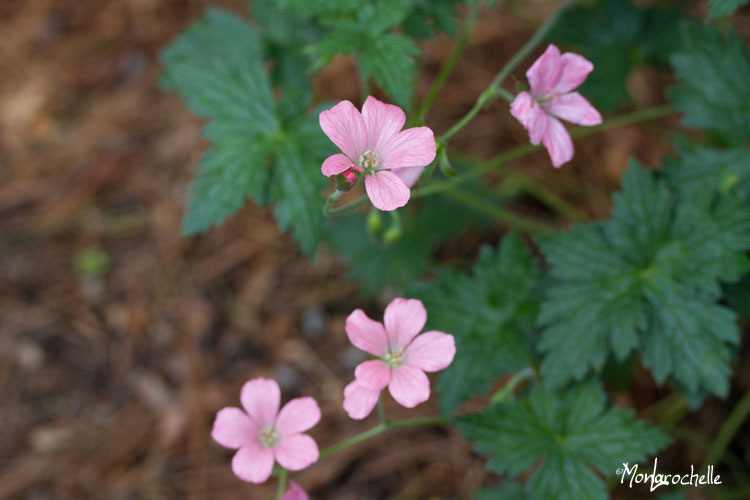 geranium wargrave pink
